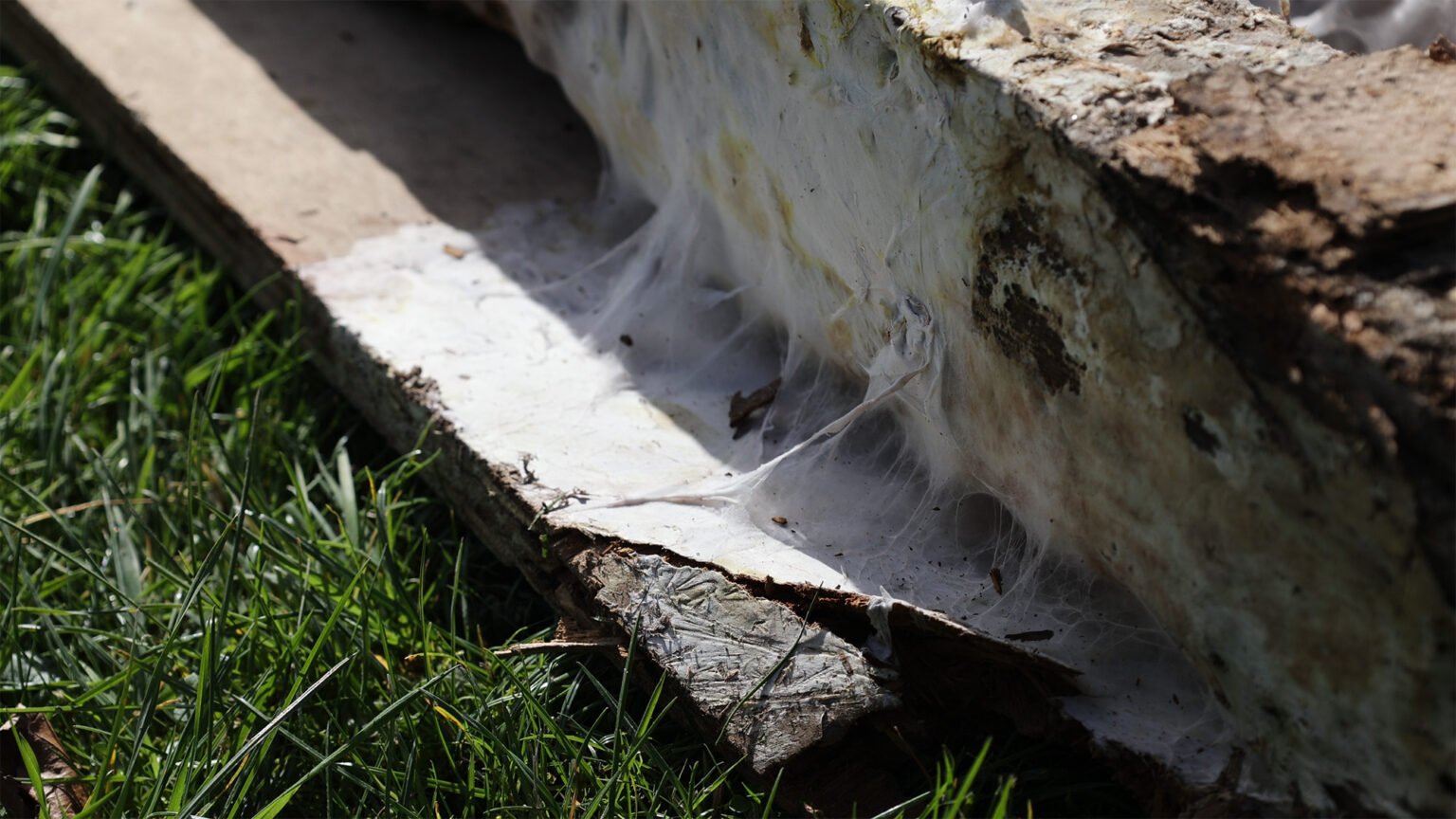 What Is Dry Rot? UK Restoration Services